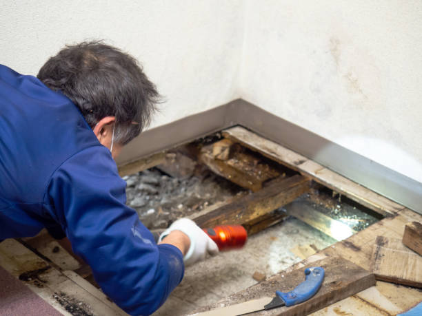 Best Residential Mold Remediation in Bayard, NE