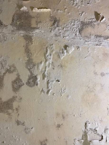 Best Kitchen Mold Remediation in Bayard, NE