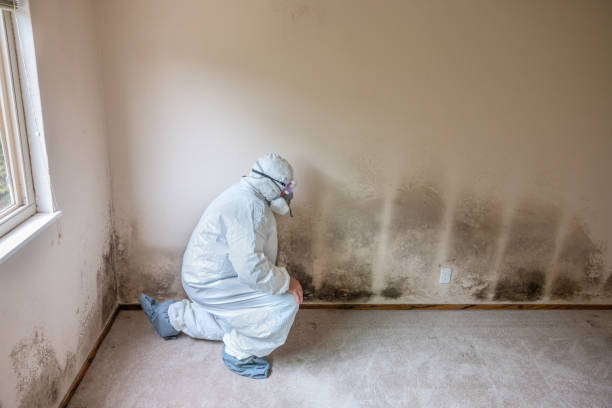Best HVAC Mold Remediation in Bayard, NE
